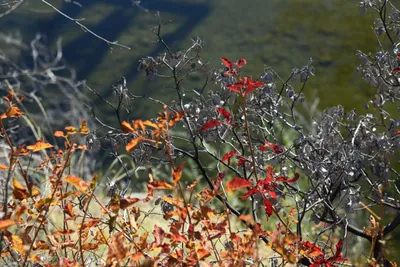 DSC_6473 (Large).JPG